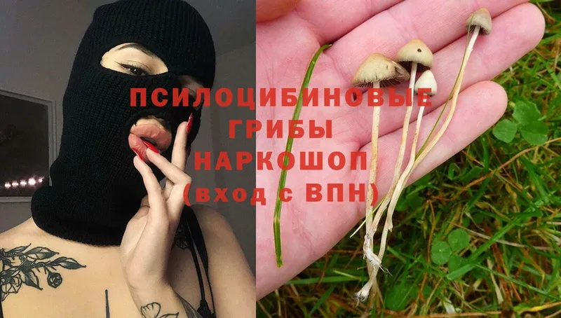 Псилоцибиновые грибы MAGIC MUSHROOMS  Ясногорск 